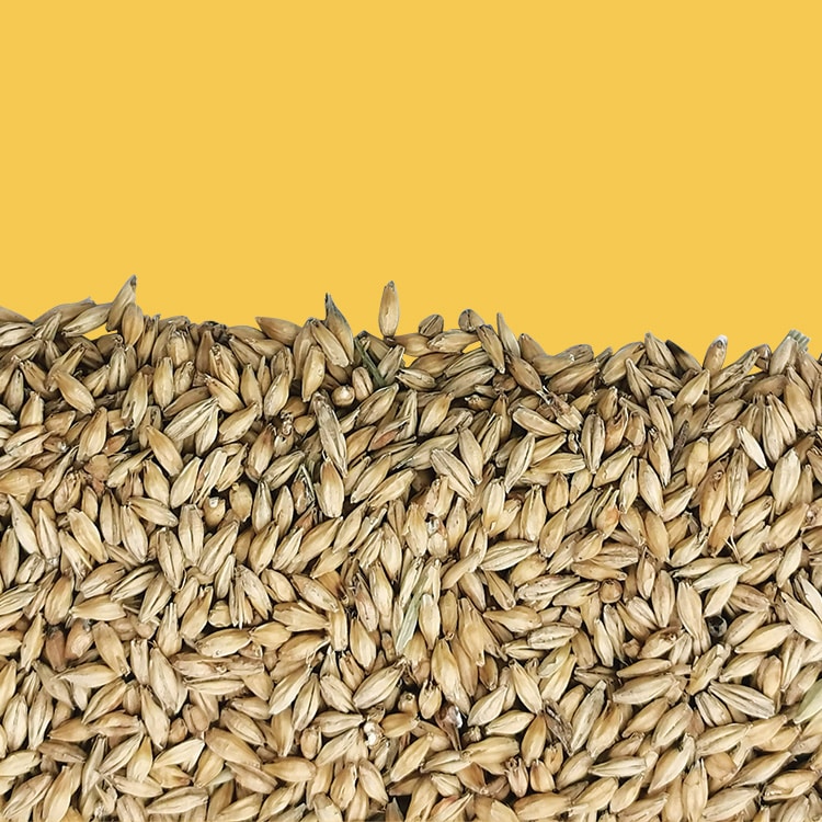 Malt d’orge Vienne