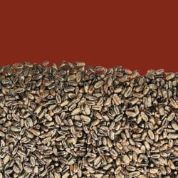 Malto di frumento pralinato