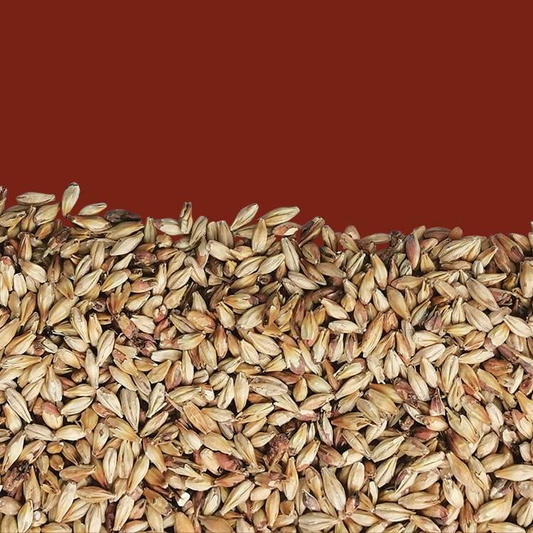 Malto d'orzo Mé'léléla'noïde