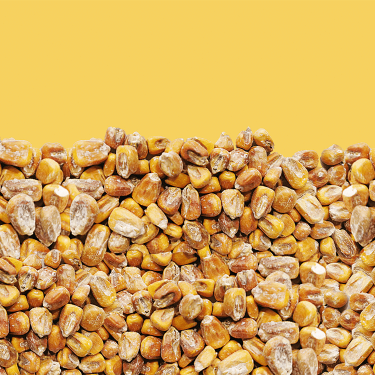 Malt spécial A-maize-ing