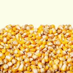 Klassisches Pilsner Malz Mais