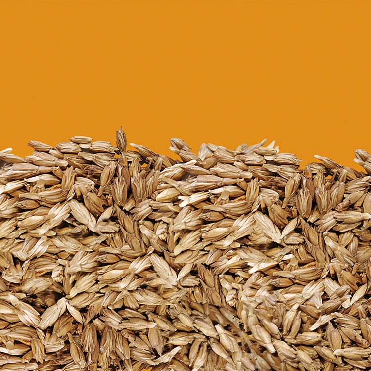 Large spelt malt
